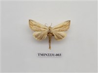 藏品(單排舟蛾)的圖片